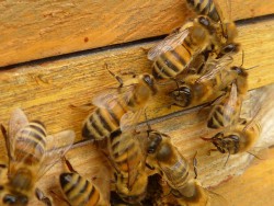 Лечение суставов пчелами