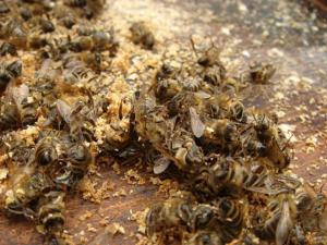 Лечение суставов пчелиным подмором