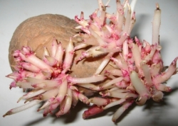 Лечение суставов ростками картофеля