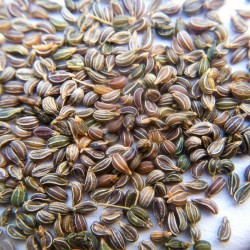 Семена петрушки